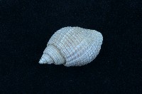 藏品(核螺)的圖片